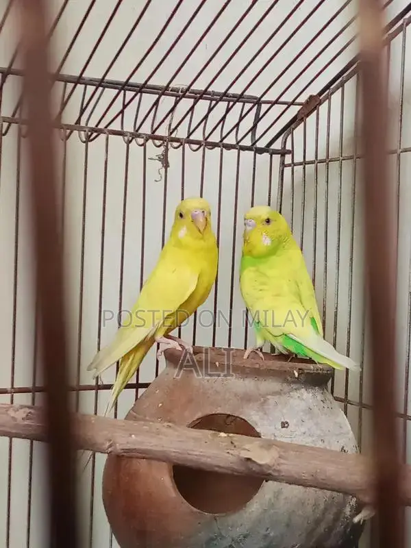 Australian Parrots Breeding Pair for Sale