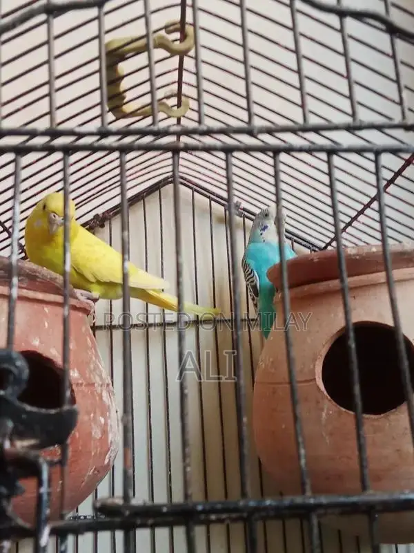 Australian Parrots Breeding Pair for Sale