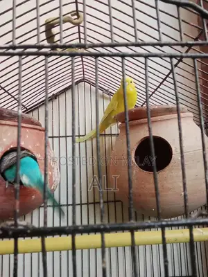 Australian Parrots Breeding Pair for Sale