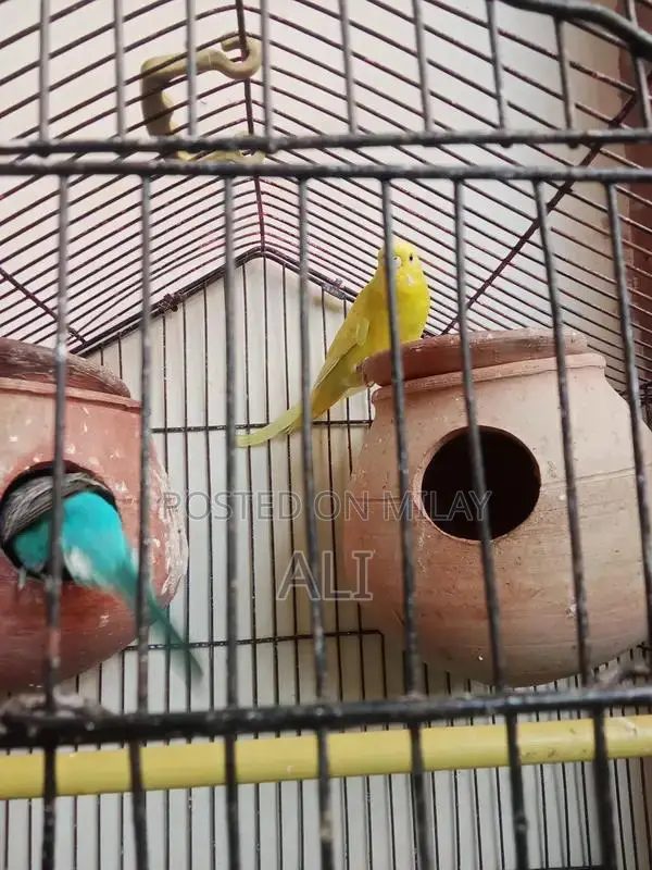 Australian Parrots Breeding Pair for Sale