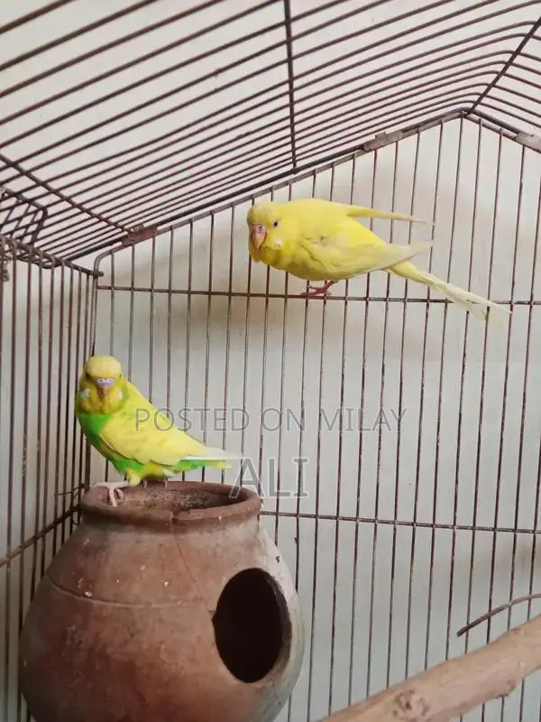 Australian Parrots Breeding Pair for Sale