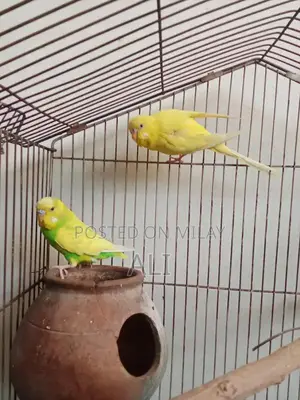 Australian Parrots Breeding Pair for Sale