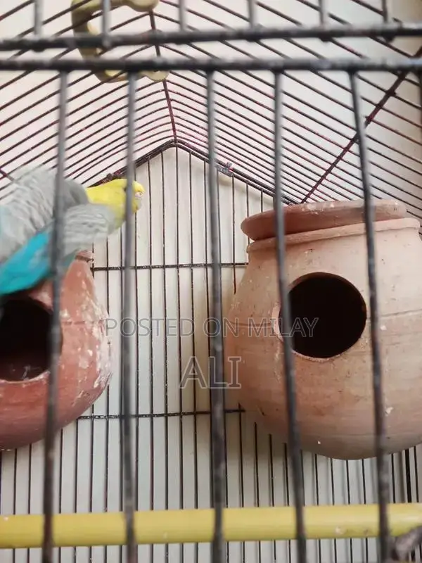 Australian Parrots Breeding Pair for Sale
