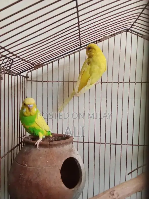 Australian Parrots Breeding Pair for Sale