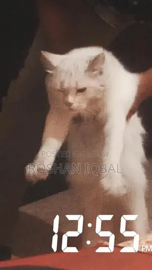 Photo - White Persian Cat with Single Coat - Elegant Purebred Feline