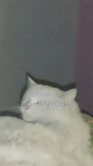 White Persian Cat with Single Coat - Elegant Purebred Feline