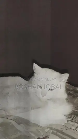 White Persian Cat with Single Coat - Elegant Purebred Feline