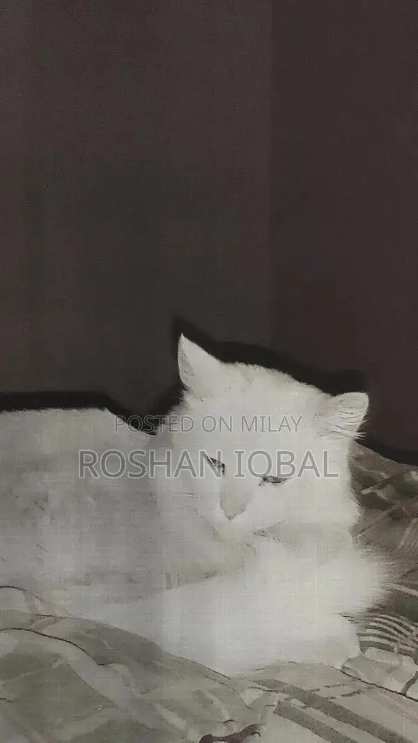 White Persian Cat with Single Coat - Elegant Purebred Feline