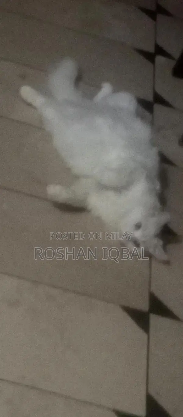 White Persian Cat with Single Coat - Elegant Purebred Feline