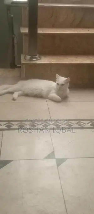 White Persian Cat with Single Coat - Elegant Purebred Feline