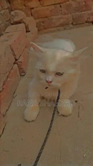 Photo - Purebred Persian Cat - 2 Years Old, Beautiful Companion