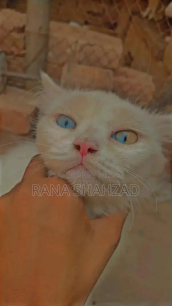 Purebred Persian Cat - 2 Years Old, Beautiful Companion