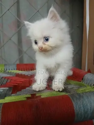 Photo - Pure White Persian Male Kitten - Adorable Purebred Companion