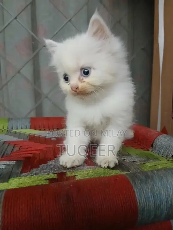 Pure White Persian Male Kitten - Adorable Purebred Companion