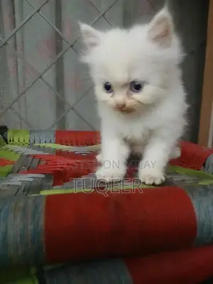 Pure White Persian Male Kitten - Adorable Purebred Companion