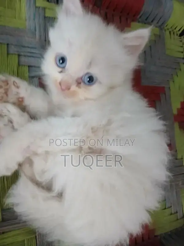 Pure White Persian Male Kitten - Adorable Purebred Companion