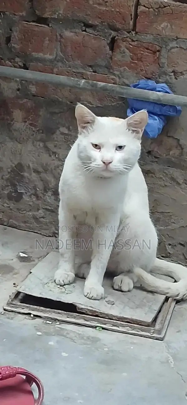 Persian Male Cat - Elegant Companion with Gentle Personality