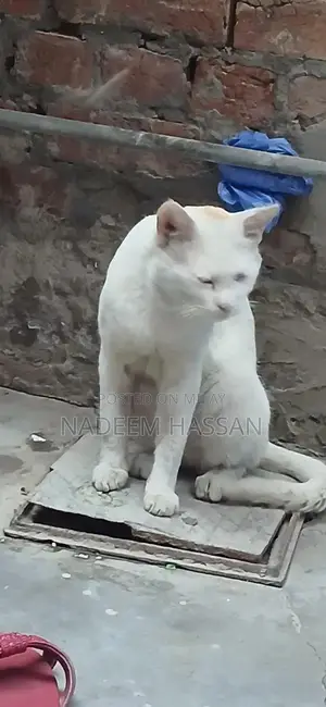 Persian Male Cat - Elegant Companion with Gentle Personality