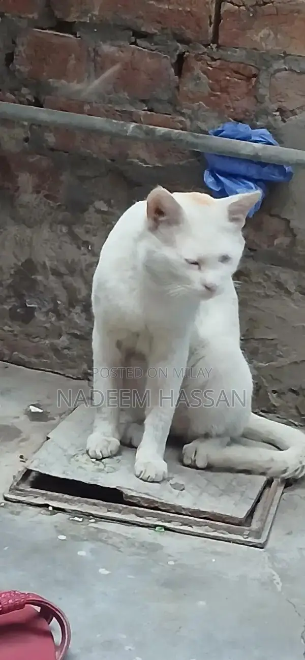 Persian Male Cat - Elegant Companion with Gentle Personality