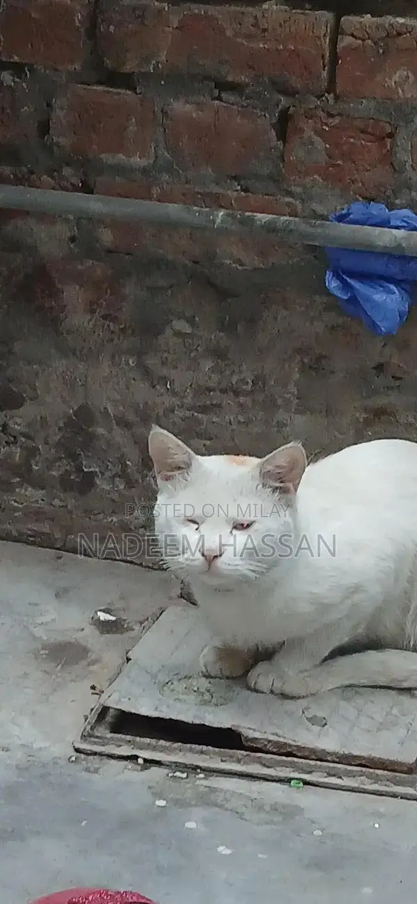 Persian Male Cat - Elegant Companion with Gentle Personality