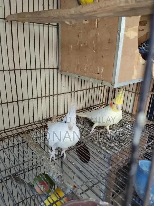 Cocktail Breeder Pair - Healthy and Active Bird Pair