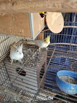 Cocktail Breeder Pair - Healthy and Active Bird Pair