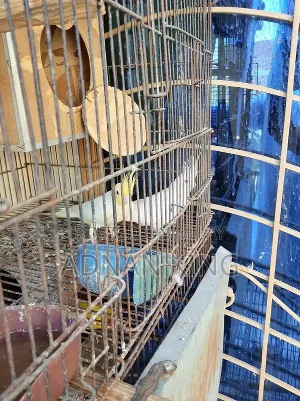 Cocktail Breeder Pair - Healthy and Active Bird Pair