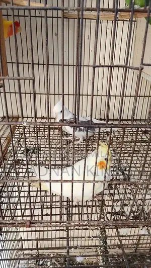 Cocktail Breeder Pair - Healthy and Active Bird Pair