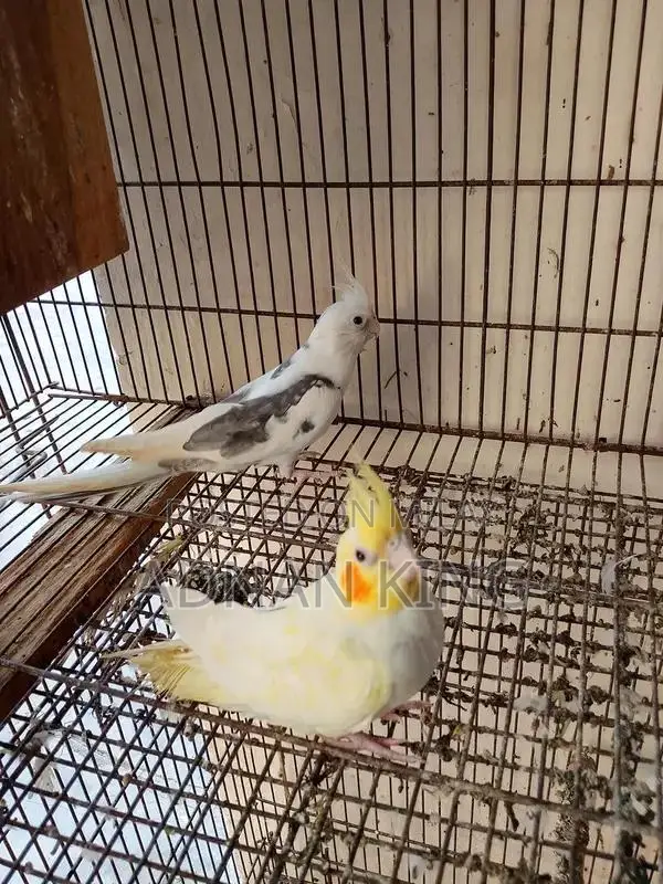 Cocktail Breeder Pair - Healthy and Active Bird Pair