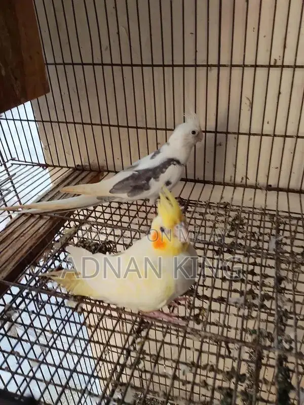 Cocktail Breeder Pair - Healthy and Active Bird Pair