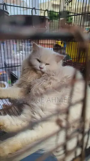 Photo - Female Persian Cat - Gentle and Affectionate Companion