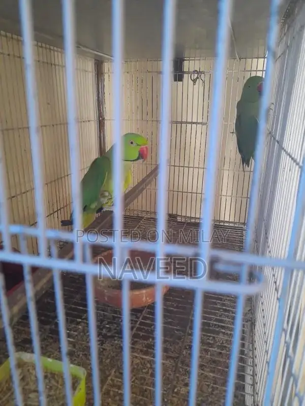 Breeding Pair of Ringneck Birds for Avian Enthusiasts