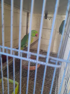 Breeding Pair of Ringneck Birds for Avian Enthusiasts