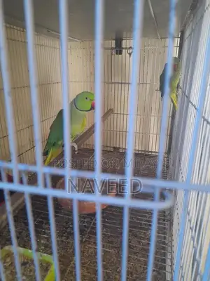Breeding Pair of Ringneck Birds for Avian Enthusiasts