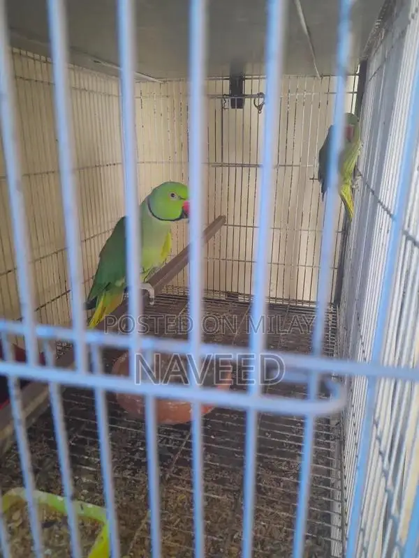 Breeding Pair of Ringneck Birds for Avian Enthusiasts