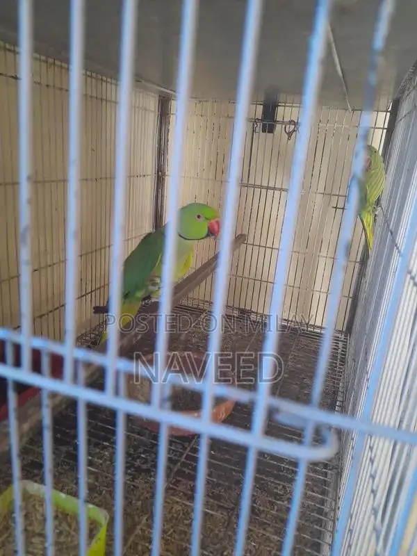 Breeding Pair of Ringneck Birds for Avian Enthusiasts