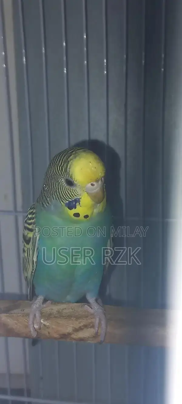 Beautiful Bajri Parrot - Exotic Pet Bird