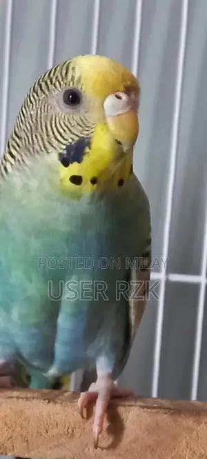 Beautiful Bajri Parrot - Exotic Pet Bird