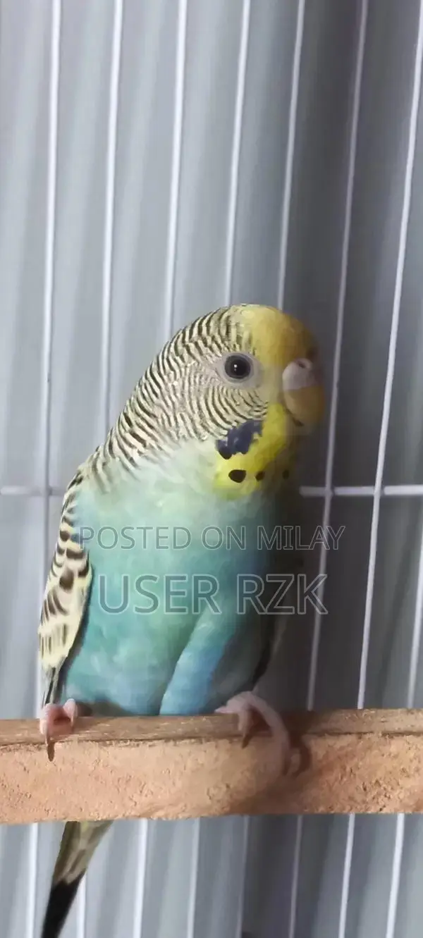 Beautiful Bajri Parrot - Exotic Pet Bird