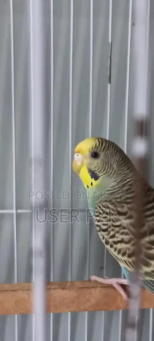 Beautiful Bajri Parrot - Exotic Pet Bird