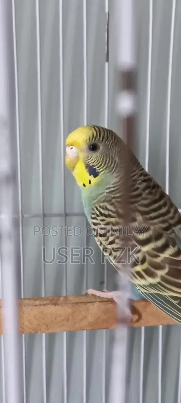 Beautiful Bajri Parrot - Exotic Pet Bird