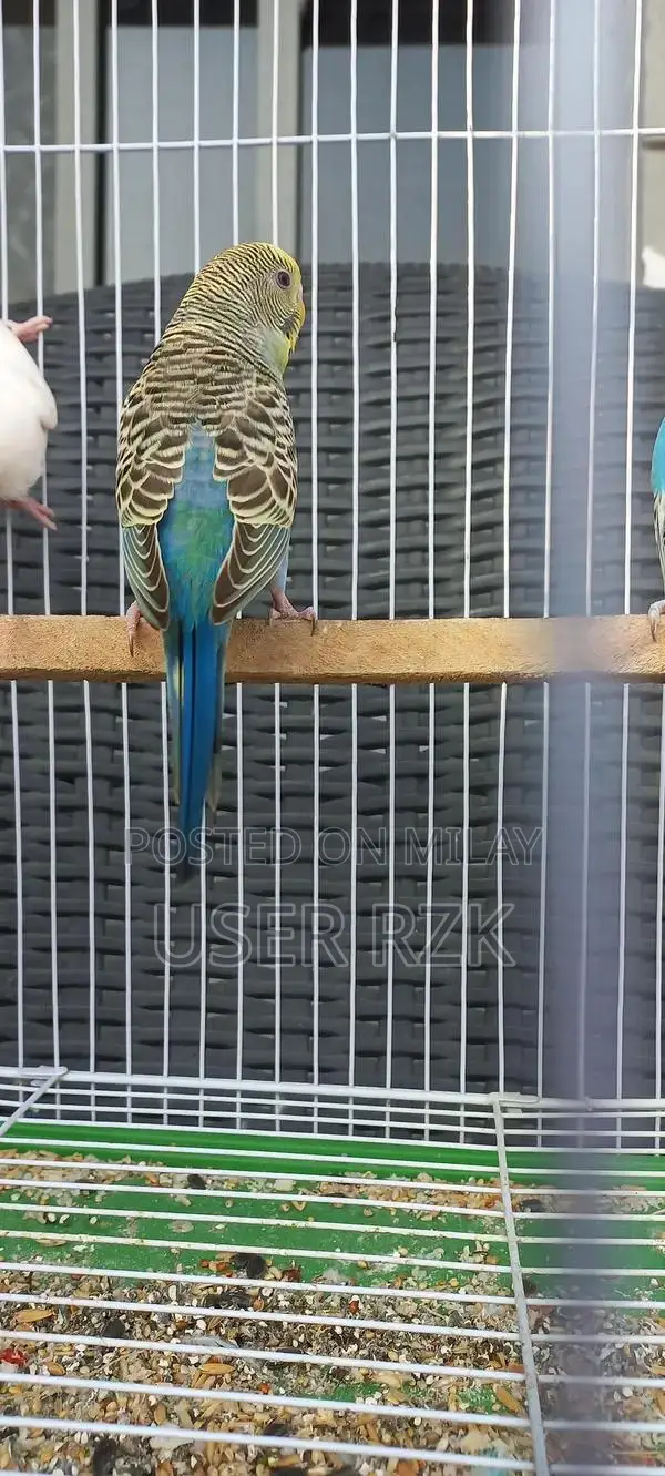 Beautiful Bajri Parrot - Exotic Pet Bird