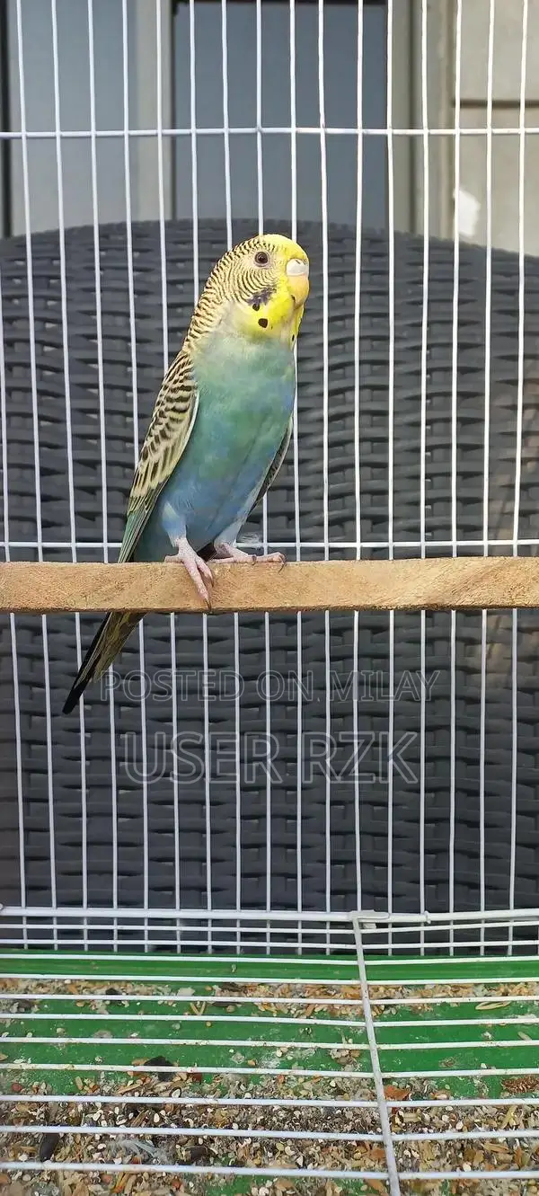 Beautiful Bajri Parrot - Exotic Pet Bird