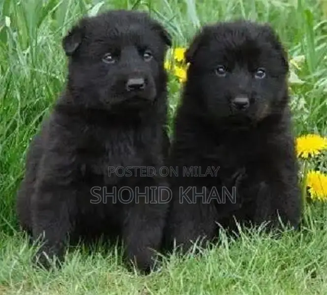 Black German Shepherd Puppy - Long Coat Pair