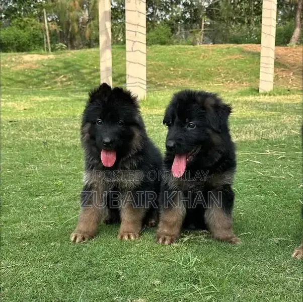 German Shepherd Long Coat Puppies - Black Mask