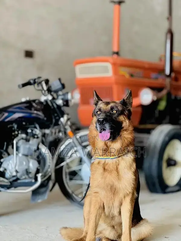 Trained Pure German Shepherd Male - 2 Years Old