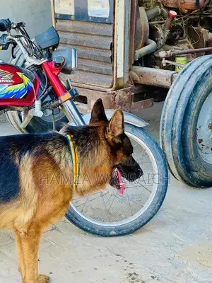 Trained Pure German Shepherd Male - 2 Years Old