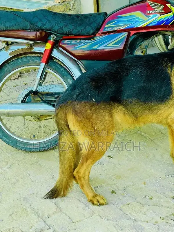 Trained Pure German Shepherd Male - 2 Years Old