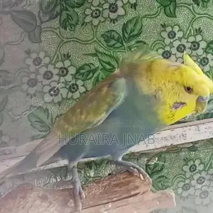 Photo - Rare Hogoromo Budgies - Male and Female Breeding Pair