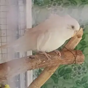 Rare Hogoromo Budgies - Male and Female Breeding Pair